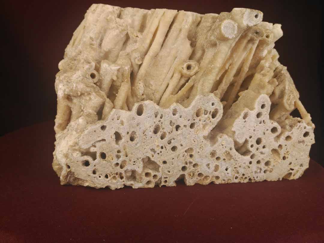 Fósil vegetal en roca travertino